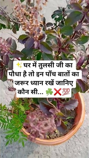 Tulsi plant care vastu tips ☘️💯❌#garden #tulsi #nature #trurlines #shorts #ytshorts #viral #vastu