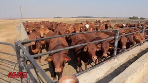 Big cattle need big nutrition! 💪🐂 Fueling growth with Alzu Feeds! 🚜🌿 | ALZU Feeds