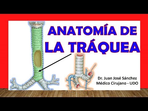 🥇 Anatomy of the TRACHEA. Easy, Quick and Simple
