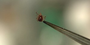 YOUR HEALTH: Rapid Lyme disease test coming to doctor’s office near you