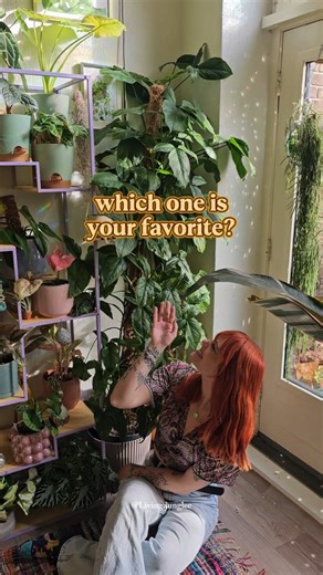 Syngoniums are such underrated plants 🪴 If you’ve been here for a while, you know I’m a little obsessed with them — they’re pretty, easy to care for, and come in so many unique varieties. They’re also natural climbers! 🌿 If yours starts looking a bit leggy, give it something to climb on — like a moss pole. Once they can attach, they’ll reward you with fuller, faster growth. I water mine when the top layer feels dry (they hate sitting in water). And for soil, I swear by the @sybotanica Syngoniu