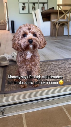 Understanding Cavapoo Behaviors: Is It Mommy's Fault?