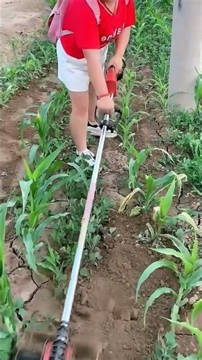 Woman Tilling a Cornfield with a Handheld Machine | Fast, Powerful, and Effective!