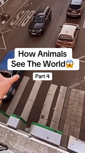 How Animals See The World: Frogs and Lizards Explained