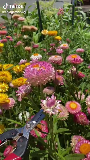 Growing Beautiful Strawflowers from Seed: A Comprehensive Guide