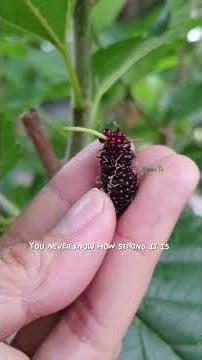 The Garden Story: Featuring: Our Mulberry Tree 🌱🍇 #brazilianpepper #cat #brazilwood
