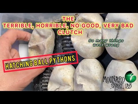 What a Terrible Clutch of Ball Pythons