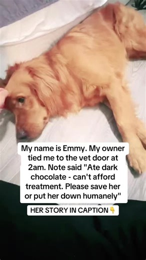 Woke up at strange place. Can't move. Everything spinning. Note taped to my collar. Vet found me at opening time. Reading note. Shaking head.