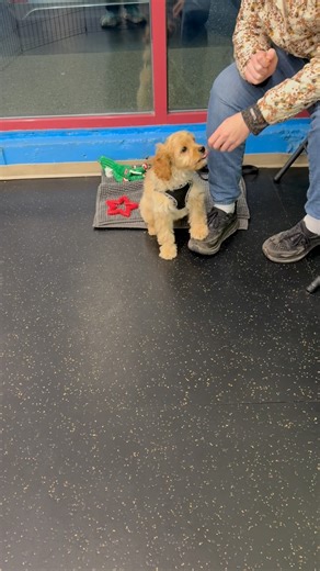 When is the best time to start training a puppy? We get asked that a lot. In reality puppies are always learning. Oni has already decided his people are safe & good! And his mat is where the good stuff happens! What a smart wee Cavapoo puppy! #dogbehaviour #puppylife🐾 #puppylove #cavapoopuppy | Ocean Park Dog Training