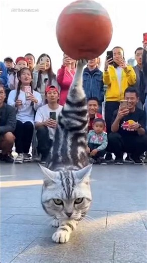 A cat is performing stunts with a volleyball amidst the crowd 😱 #akyentertainment #cat #animal
