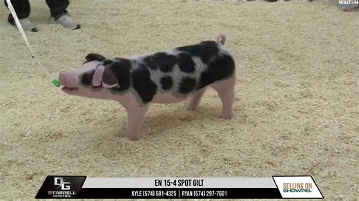 O'Farrell Genetics February 23, 2026 Online Pig Sale Preview | Walton Webcasting