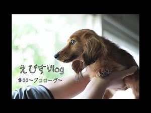 保護犬が家族になった日【カニンヘンダックスえびすの日常】