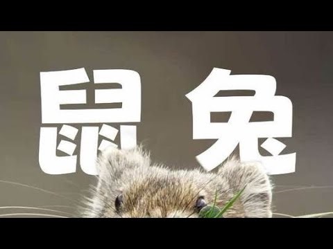 鼠兔：一種可愛到膨脹的小動物