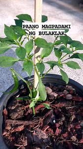 Remove the rest of the leaves from where the new growth came in. This will allow the plant to focus on all the new growth. #gardening #fypシ゚viralシ #fypシ #gardentips #plantingtips #gardening #trendingpost #fyiシ゚viral #viralreelsfb #followersreels #trendingreels #highlights #trendingreelsvideo #trendingpost #viralreelsfacebook #millionviews #viralpost #trendingnow #farming | Canaan All in One Fertilizer Original Direct Supplier