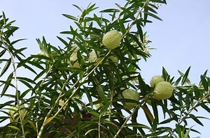 Gomphocarpus physocarpus - Alchetron, the free social encyclopedia