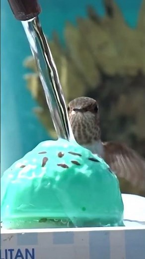 Hummingbirds Love Solar Powered Fountain Bird Bath Made of Ice Cream recycled DIY for Hummingbird