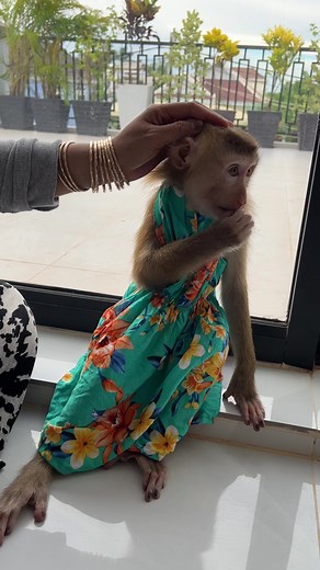 4.3K views · 150 reactions | Sara Happy Talkative To Mommy #baby #monkey #babymonkey | Monkey Harry's Family | Facebook
