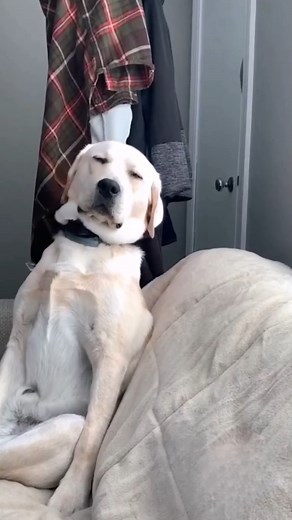 When you just can't seem to fight off the sleep, no matter what! 😂😂 | The Animal World