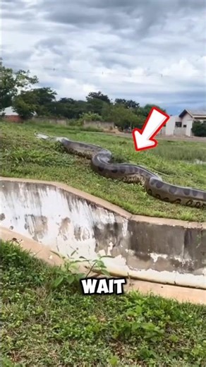 TOP 5 BIGGEST SNAKES 😨🐍 #biggestsnakes #top5