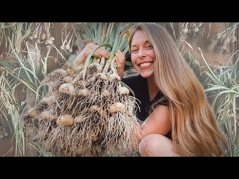 How To Plant, Harvest & Cure Hardneck Garlic 🧄