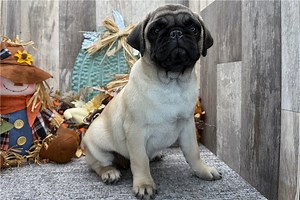 Navi - Pug Puppy EC3362