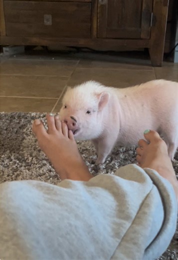 Life with Mini Pigs: Cute Moments and Challenges