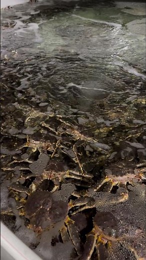 Ever Wonder How Giant King Crabs Are Farmed? Here’s the Reality! 👀