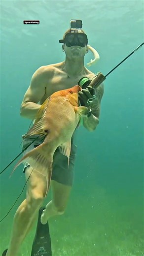 This Spear Can Re-Load Underwater! #fishing #spearfishing