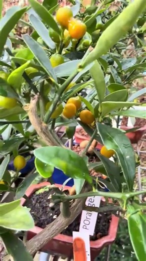Look at the Fruit on These Orange Bonsai! 🍊