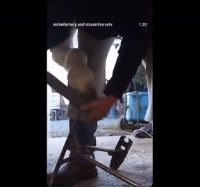 Farrier Trimming Horse Hooves