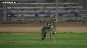 Video shows moment coyote attacks boy at softball game | Haystack News