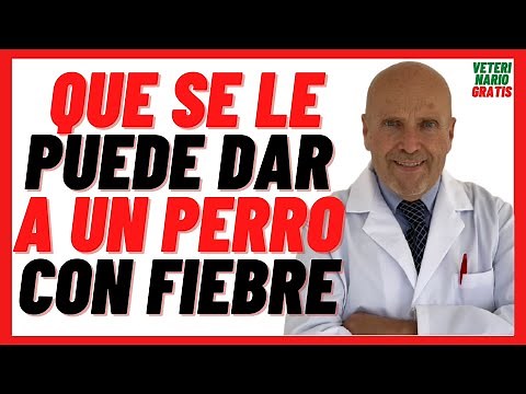 🟢 WHAT can you GIVE to a DOG with FEVER? 🟢 How to REDUCE a DOG'S FEVER at HOME? 🟢