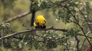Tropical birds - bright colors and interesting behavior. Some have beautiful voices. They are popular zoo dwellers. San Diego (California)