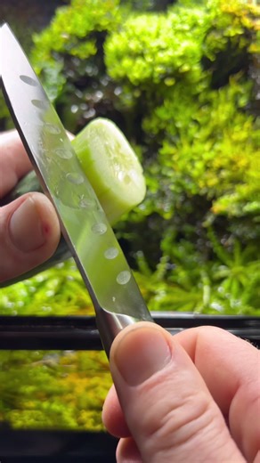 Cucumber and Lettuce for a Thriving Paludarium Setup