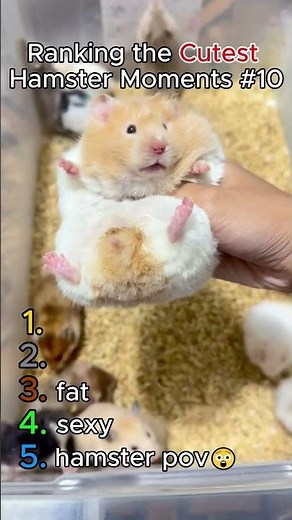 Cute Hamster Moments Part 10 🐹💖