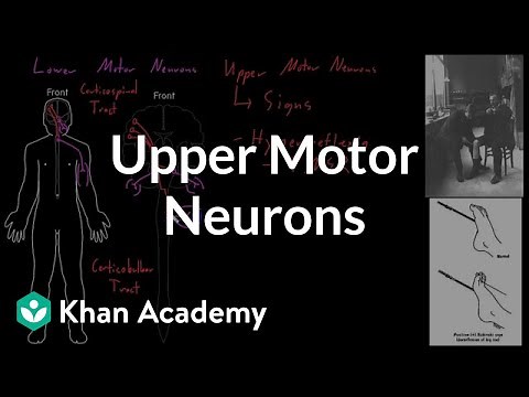 Upper motor neurons | Organ Systems | MCAT | Khan Academy