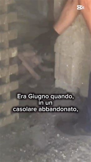 💔 Nina Aveva Smesso Di Fidarsi… VUOI VEDERE COM’È DIVENTATA OGGI? 🥹🐶 #shorts #rescuedog #perte