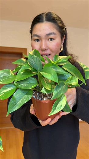 Tips for Caring for Golden Pothos Plants