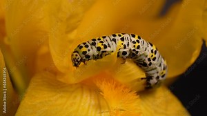 Mullein Moth Larva Eating Petals Of Yellow Flower. - close up