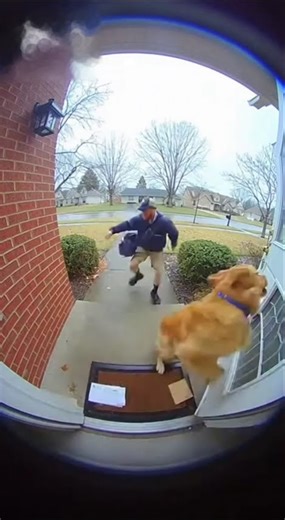 bro this mailman got jumped✌️#goldenretriever #pets #helpmemakethismakesense #puppy