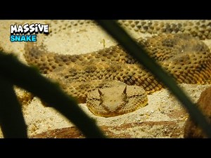 Gorgeous Snake Standing With Pride
