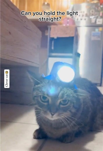Cats Doing Housework: Hilarious Moments