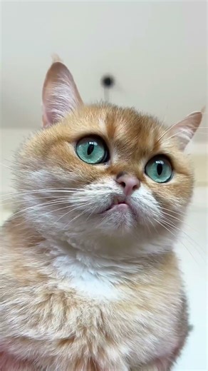 The most helpful cat in the world! 😂🐈 #funnycat #naughtypaws