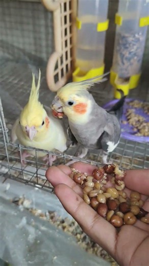 cockatiel Bird #cockatiel #birds #shorts #pets