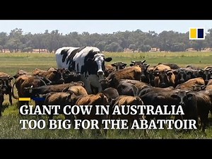 1,400kg cow in Australia spared from slaughter for being too big