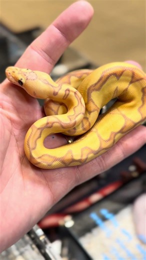 World’s First(?!) Banana Gravel Enchi Pastel Orange Dream Clown 🤩