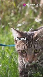 5 Amazing Cat Behaviors You’ve Never Noticed! - Why Do Cats Knead? - Fun Point