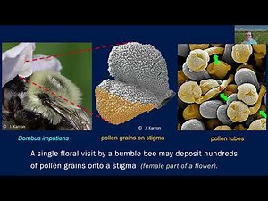 Conservation of Bumble Bee and Plant Interactions