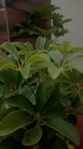 🌺 [Unexpected Result 😮 After Hard Pruning]🔥 #schefflera #trending #garden #shorts