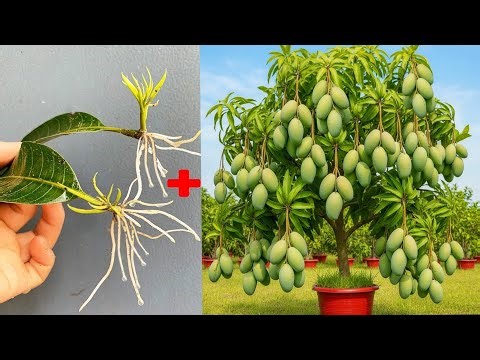 The latest mango propagation technique results in rooting in just 5 days, saving costs.